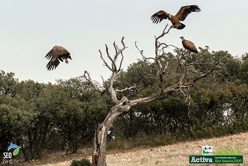 Buitres leonados en los Montes de Toledo