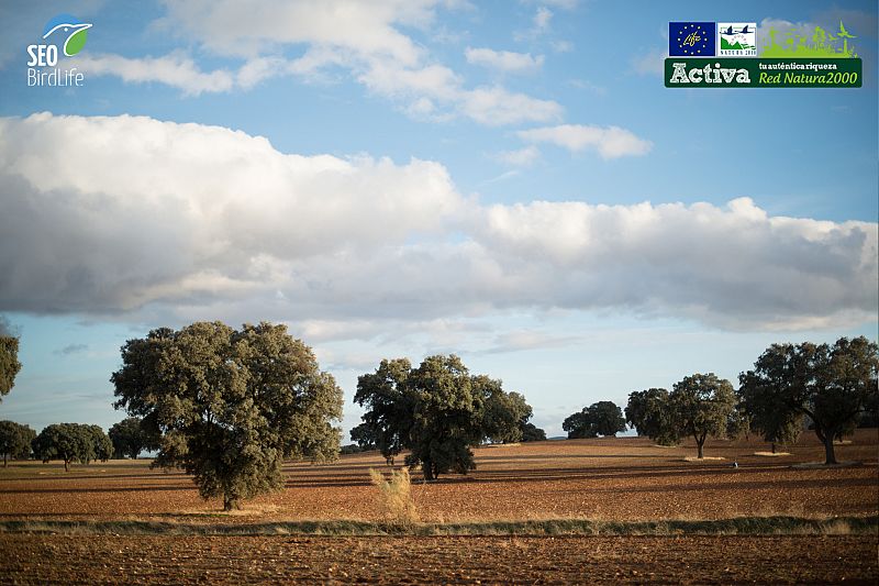 En Campo de Montiel