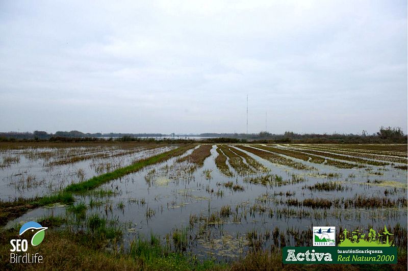 La Albufera valenciana