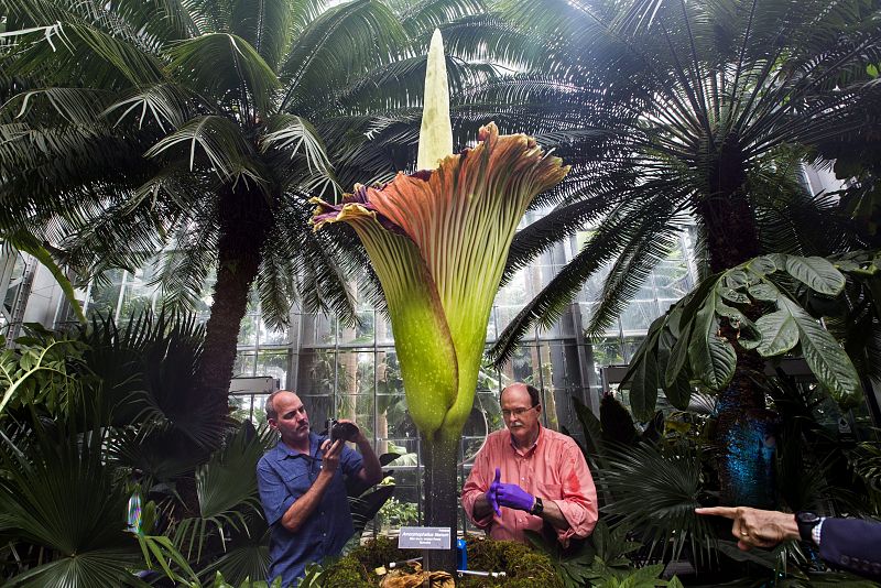 La planta Amorphophallus titanum tiene la flor más grande del mundo.