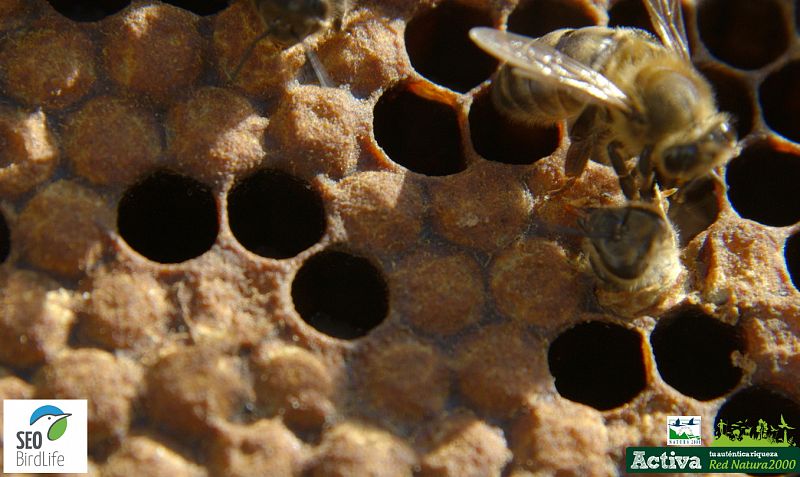 Panal en la sierra de Andújar