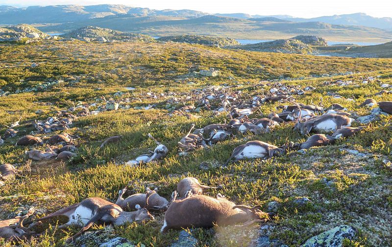 Centenares de renos mueren en Noruega durante una tormenta eléctrica