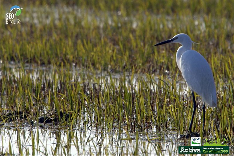 Garceta en arrozal en la Albufera