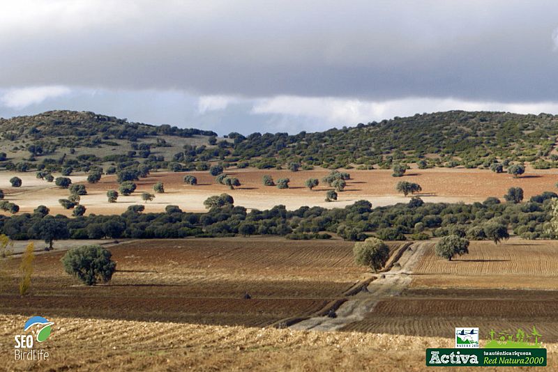 Paisaje campo de Montiel