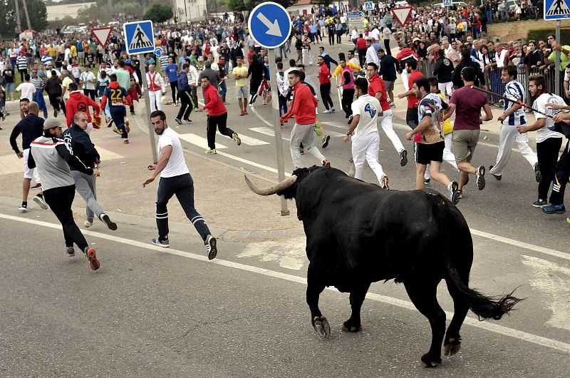 Cinco siglos después, la villa de Tordesillas sustituye el tradicional 'Toro de la Vega', recientemente prohibido por la Junta de Castilla y León'.