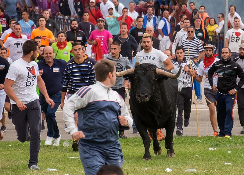 La polémica envuelve desde hace años esta celebración por las disputas entre los partidarios del Toro de la Vega y los detractores, que denuncian maltrato animal.