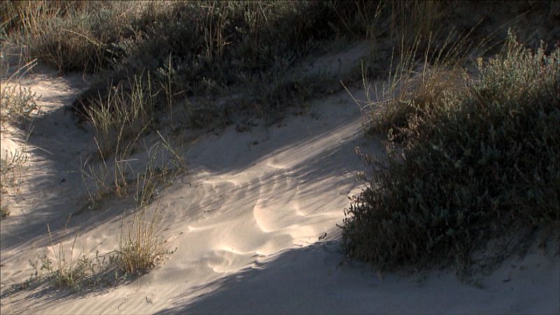 Duna regenerada en la devesa sur, El Saler