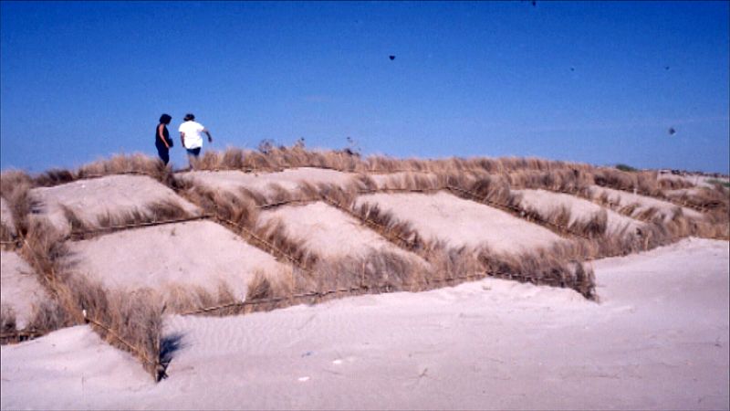 Empalizadas ortogonales de la restauración del primer cordón dunar