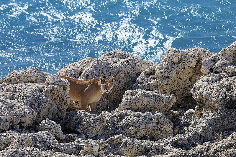 Ejemplar de puma o "león de montaña", como le llaman en el sur de Chile y Argentina.