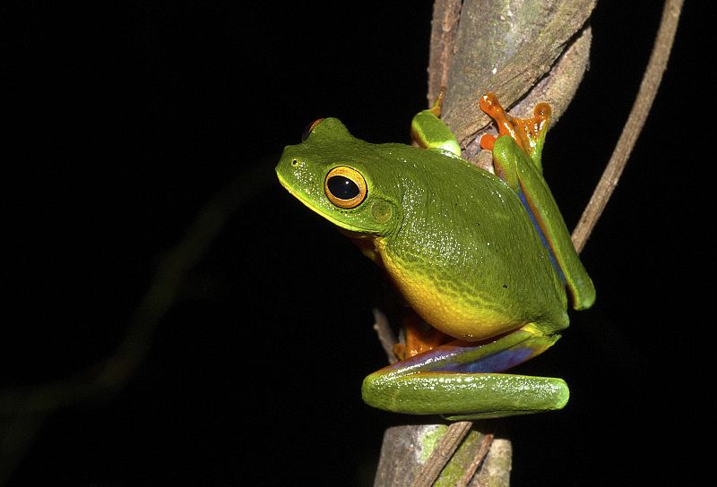 Descubren una nueva rana arborícola en Australia