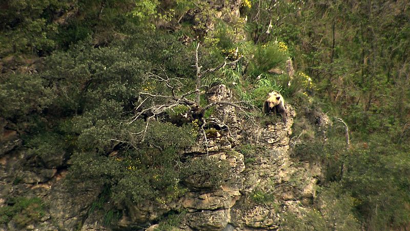 Las osas buscan sitios agrestes para amamantar a las crías alejadas de los machos
