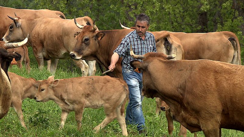 Los ganaderos asturianos aseguran no tener ningún problema con el oso