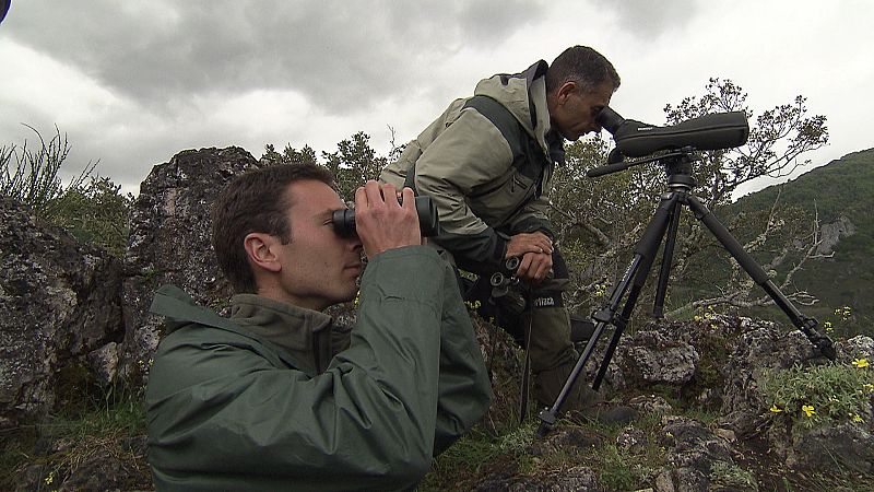 Muchas veces son necesarias varias horas para poder ver un oso en libertad