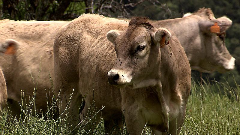 Los ganaderos del Pirineo consideran que sus rebaños están amenazados por el oso