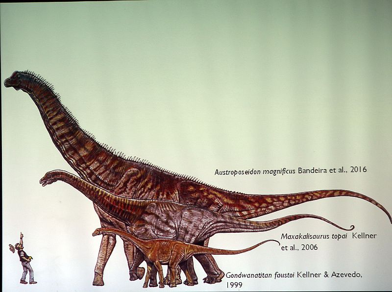 El Austroposeidon Magnificus, el dinosaurio más grande de Brasil