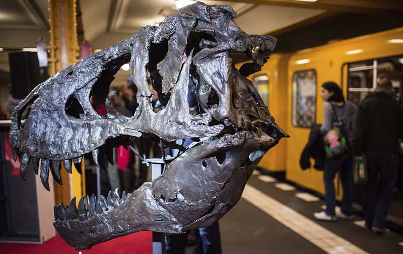 Una réplica de un cráneo de un Tiranosaurio Rex viajará a Madrid para fomentar el turismo en Berlín