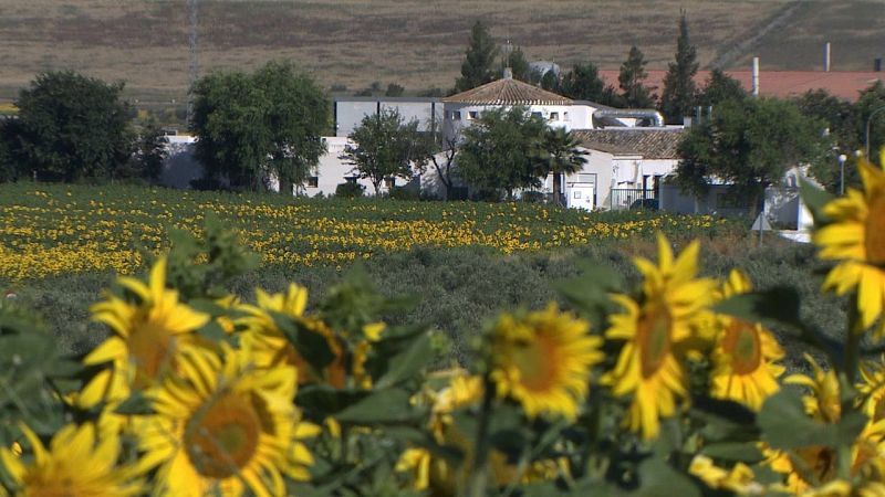 El centro Santa Angela de la Cruz en Salteras, Sevilla