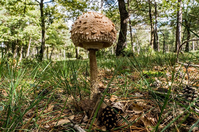 Macrolepiota