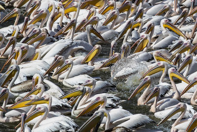 Migración de pelícanos a África