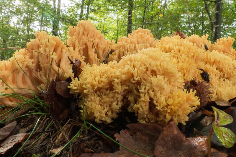 Ramaria (patitas de rata)