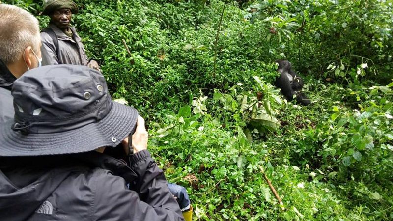 La fotógrafa Isabel Muñoz, delante de los gorilas gigantes de sus retratos para la exposición "Álbum de familia"