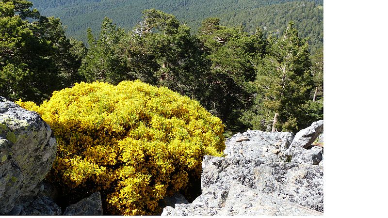 El piornal entre pinos silvestres