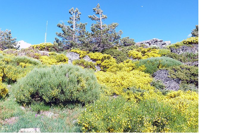 El piornal en plena floración