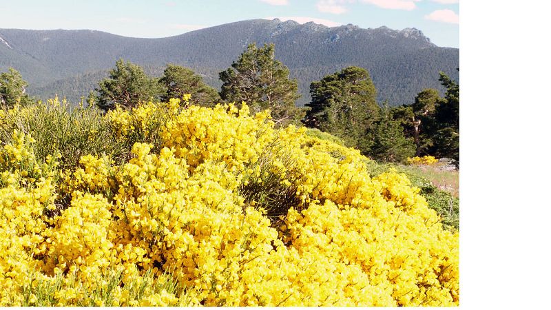 El piornal de las altas cumbres