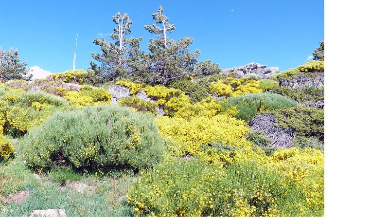 El piornal en plena floración