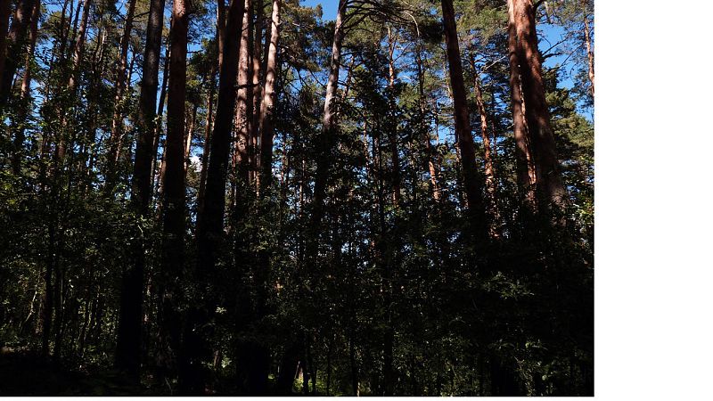 El pino silvestre de Valsaín