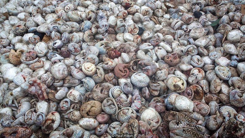 El pozo de los pangolines.