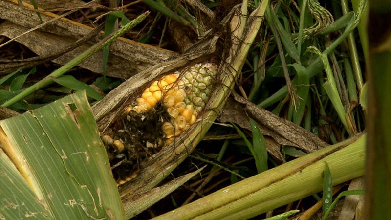Mazorca mordida por jabalí