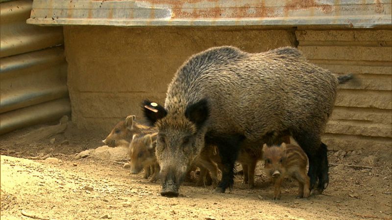 Hembra y rayones en un centro de cuarentena