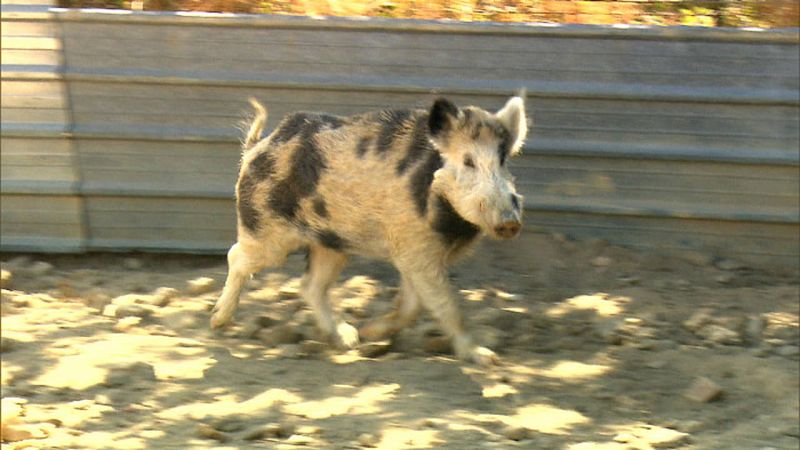 Ejemplar de cerdalí, híbrido de cerdo y jabalí