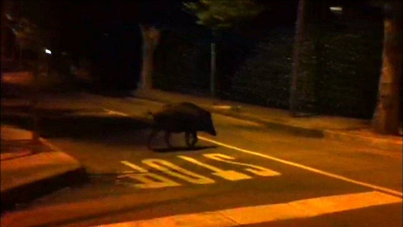 Jabalí habituado por las calles del centro de Barcelona