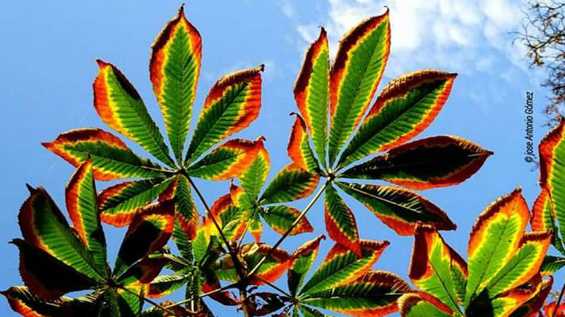 Aquí la tierra - Hojas miran al cielo