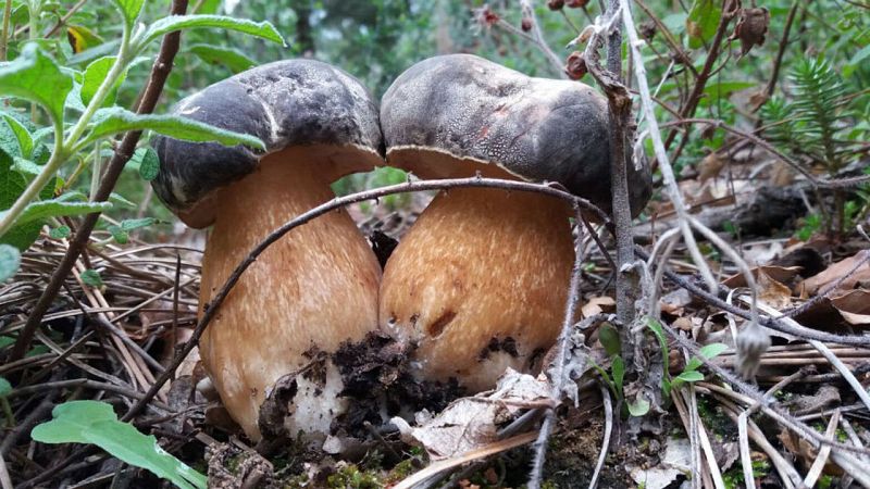 Aquí la tierra - boletus