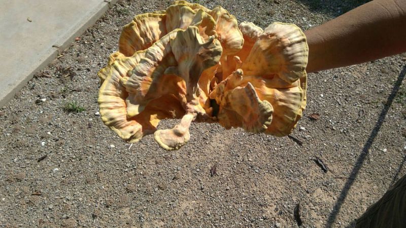 Aquí la tierra - Bolo de garrofera