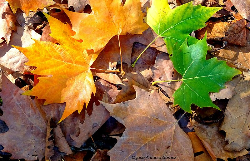 Aquí la tierra - Hojas bajo el sol