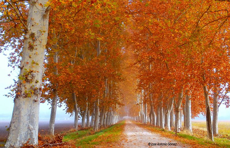 Aquí la tierra - El gran árbol
