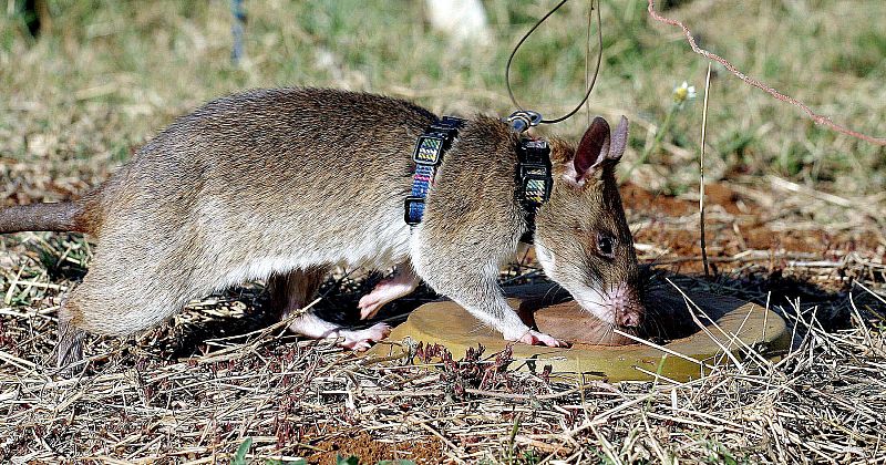 Una rata de la familia Nesomyidaem, conocidas vulgarmente como rata de abazones gigantes, identifica una mina terrestre por medio del olfato, en una sesión de entrenamiento programada por la Universidad Sokoine, en Tanzania.