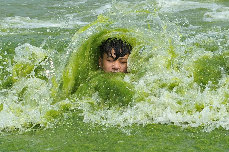 Un niño se baña en las aguas cubiertas por algas de una playa de Qingdao, en la provincia china de Shandong. Las invasiones de algas en el Mar Amarillo son relativamente comunes.