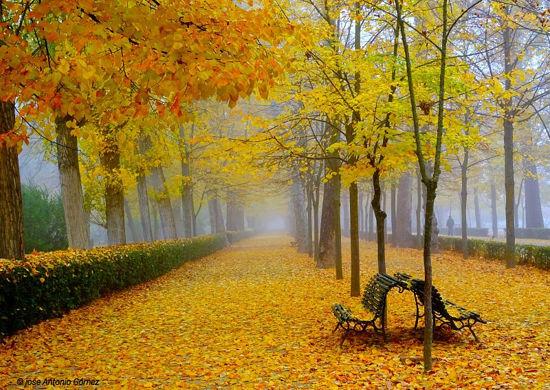 Aquí la tierra - Mar de hojas