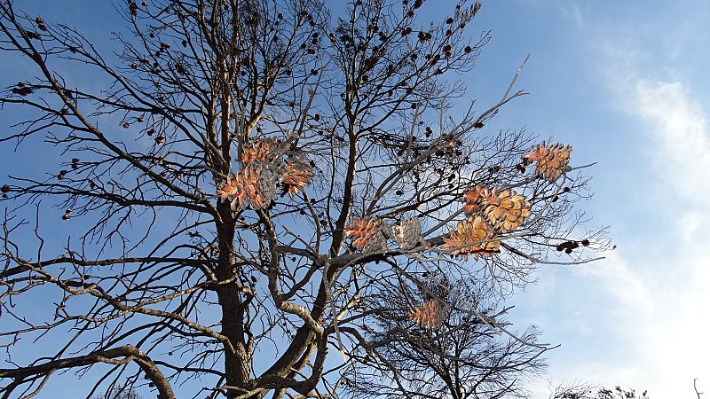 Piñas abiertas durante incendio de Lietor
