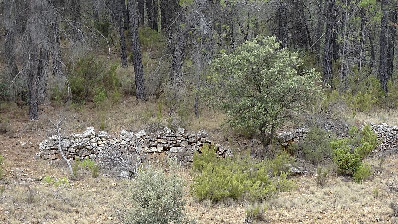 Terrazas de cultivo abandonadas