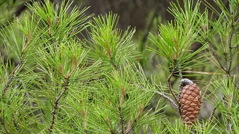 Pinos en Sierra Calderona, Valencia