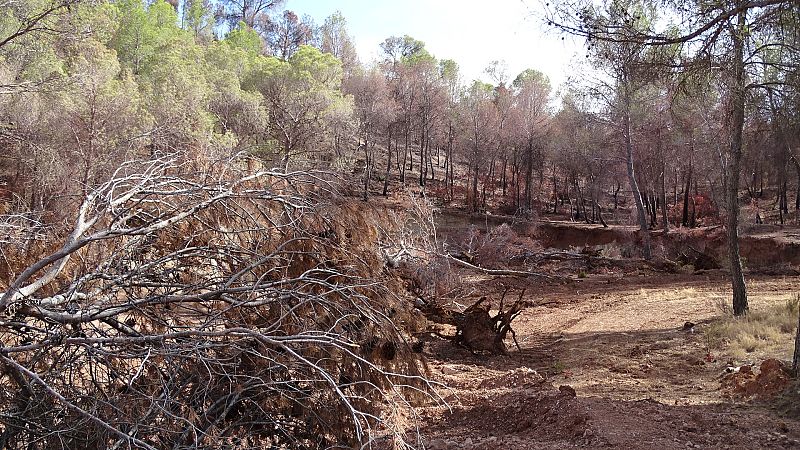 Faja abierta por bulldozer. Incendio de Liétor