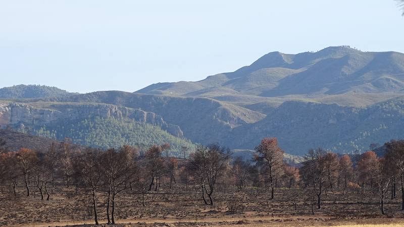 Paisaje tras el incendio de Liétor