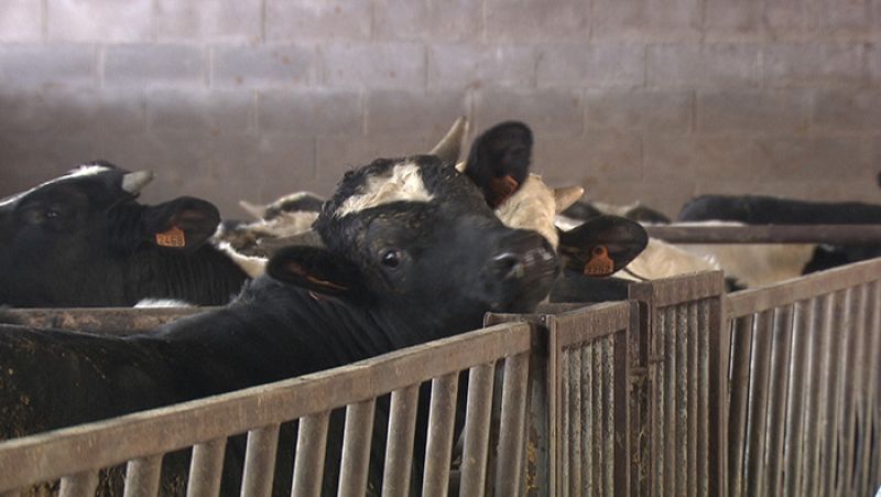 La ganadería intensiva produce gases  de efecto invernadero