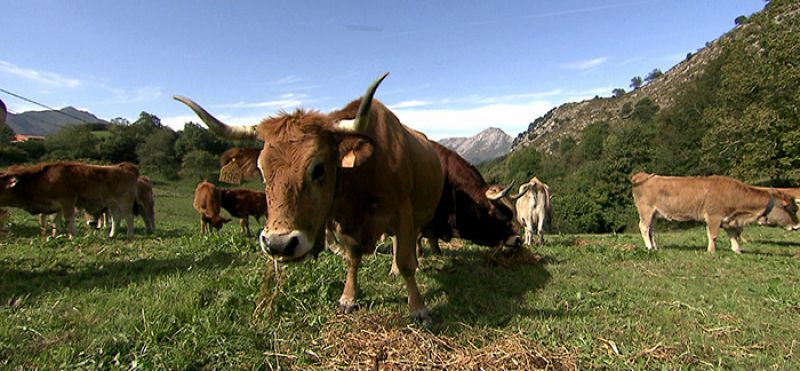 Las vacas asturianas de montaña pacen libremente